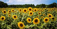 Click image for larger version

Name:	sunflowers.jpg
Views:	2099
Size:	191.2 KB
ID:	2147040